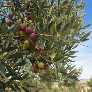 Olive Tree